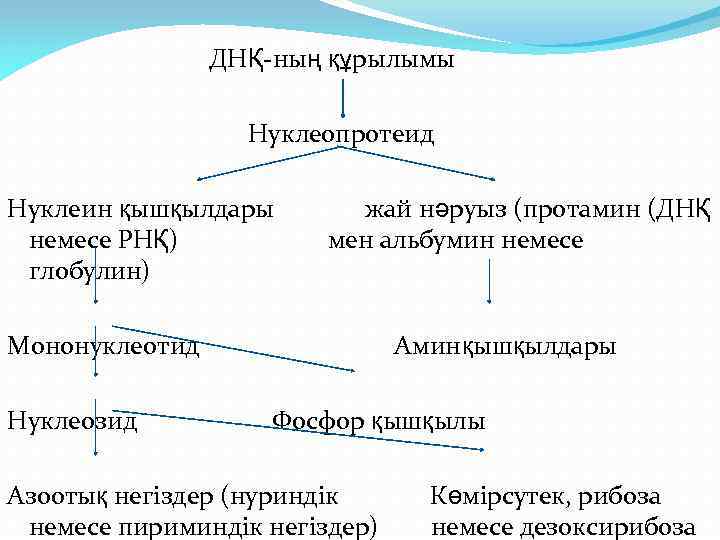 Нуклейн қышқылдары презентация