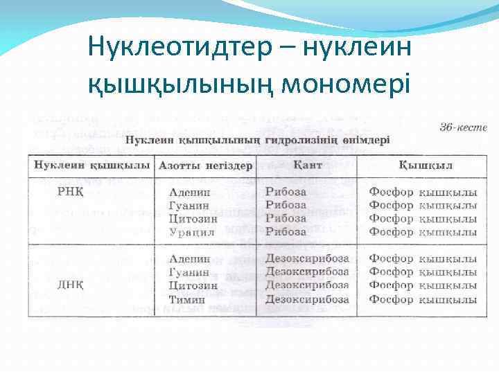 Нуклеотидтер – нуклеин қышқылының мономері 