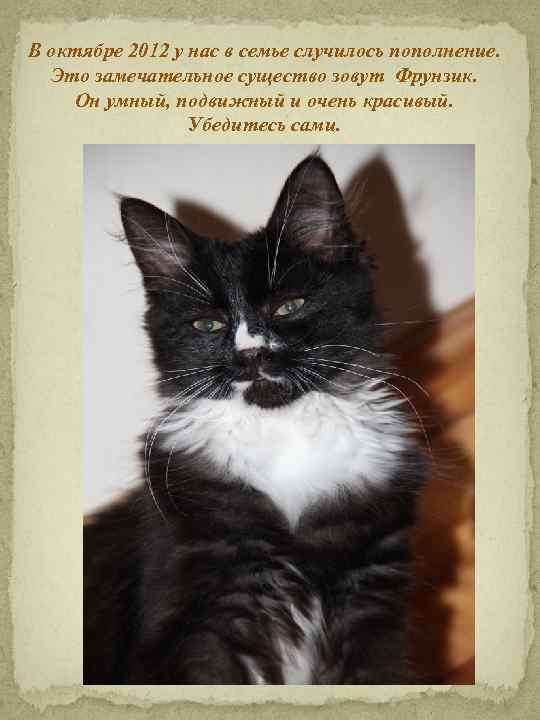 В октябре 2012 у нас в семье случилось пополнение. Это замечательное существо зовут Фрунзик.