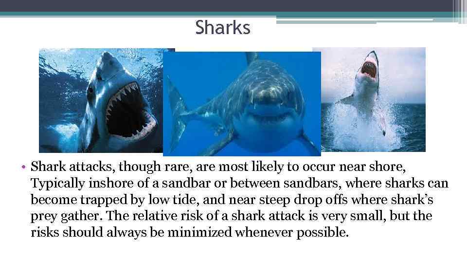 Sharks • Shark attacks, though rare, are most likely to occur near shore, Typically