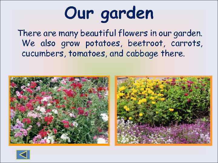 Our garden There are many beautiful flowers in our garden. We also grow potatoes,