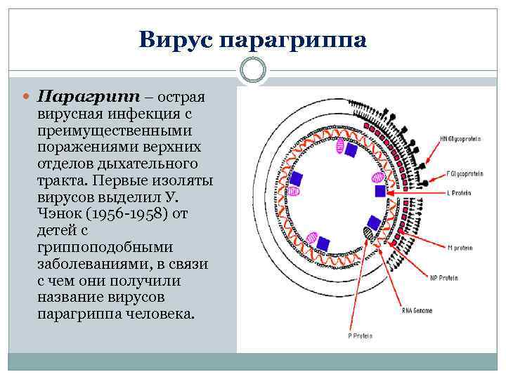 Вирусы парагриппа микробиология презентация