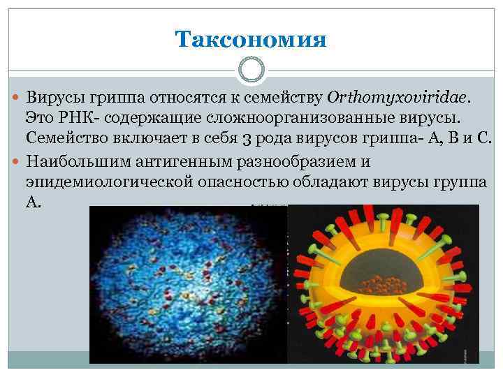 Вирус ковид отнесен к группе. Факторы патогенности вируса парагриппа. Таксономия вирусов. Вирус гриппа таксономия. Таксономия и классификация вирусов гриппа.