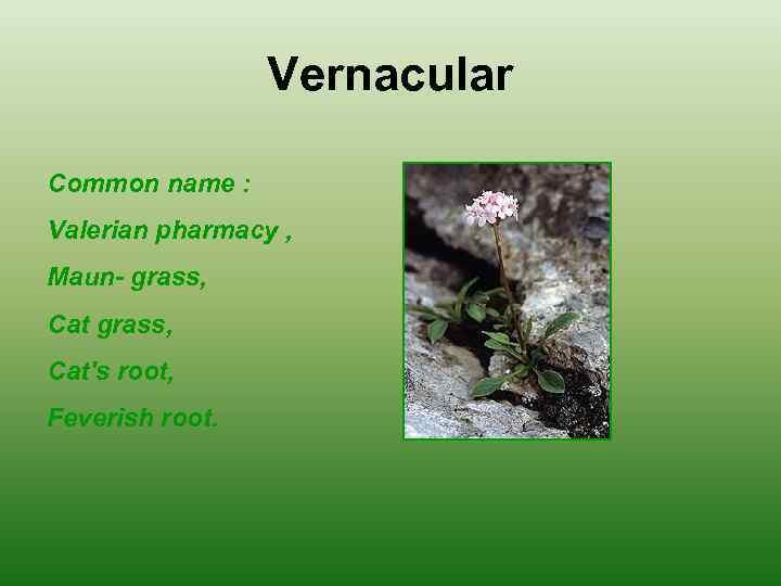 Vernacular Common name : Valerian pharmacy , Maun- grass, Cat's root, Feverish root. 