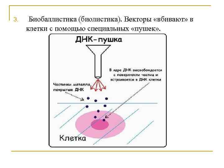 3. Биобаллистика (биолистика). Векторы «вбивают» в клетки с помощью специальных «пушек» . 