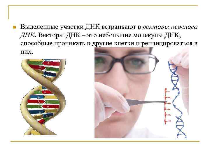 Презентация генная инженерия гмо