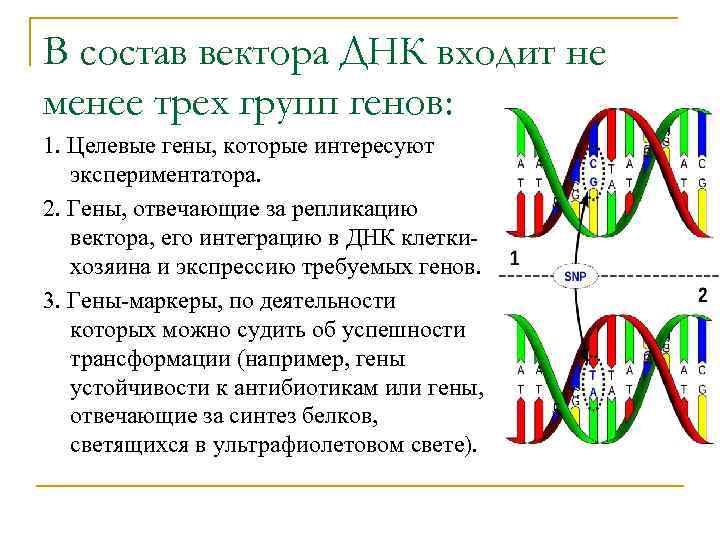 В состав днк не входит