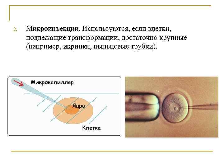 2 под какими цифрами на рисунке указаны спермий пыльцевая трубка