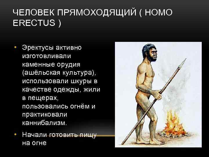 ЧЕЛОВЕК ПРЯМОХОДЯЩИЙ ( HOMO ERECTUS ) • Эректусы активно изготовливали каменные орудия (ашёльская культура),