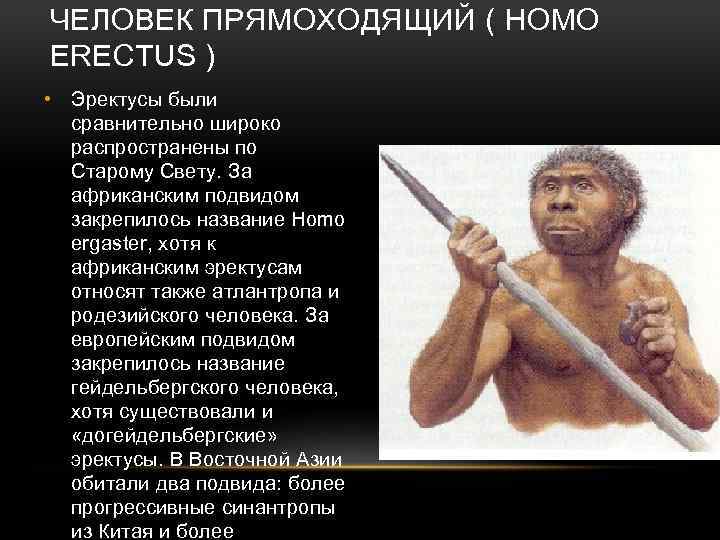 ЧЕЛОВЕК ПРЯМОХОДЯЩИЙ ( HOMO ERECTUS ) • Эректусы были сравнительно широко распространены по Старому
