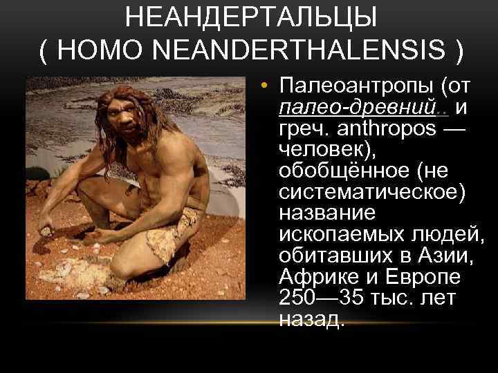 НЕАНДЕРТАЛЬЦЫ ( HOMO NEANDERTHALENSIS ) • Палеоантропы (от палео-древний. . и греч. anthropos —