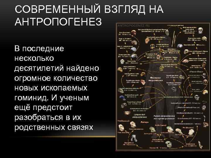 СОВРЕМЕННЫЙ ВЗГЛЯД НА АНТРОПОГЕНЕЗ В последние несколько десятилетий найдено огромное количество новых ископаемых гоминид.