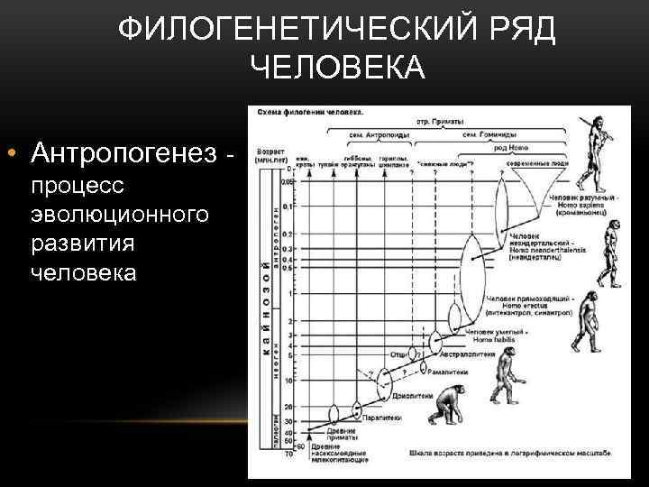 ФИЛОГЕНЕТИЧЕСКИЙ РЯД ЧЕЛОВЕКА • Антропогенез процесс эволюционного развития человека 