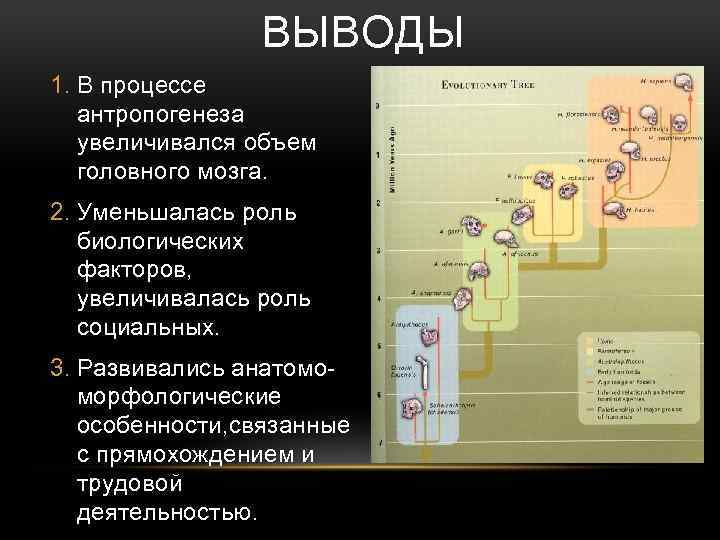 Социальные факторы антропогенеза это