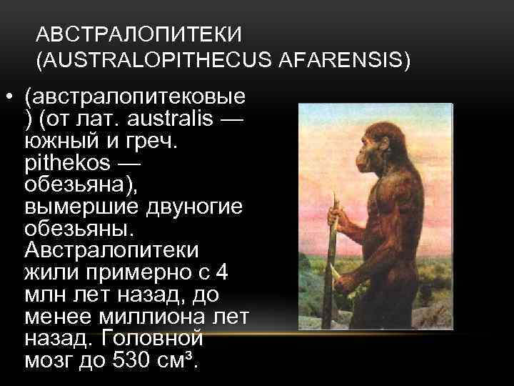 АВСТРАЛОПИТЕКИ (AUSTRALOPITHECUS AFARENSIS) • (австралопитековые ) (от лат. australis — южный и греч. pithekos