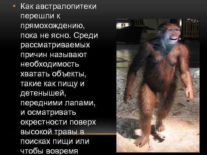  • Как австралопитеки перешли к прямохождению, пока не ясно. Среди рассматриваемых причин называют