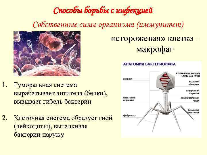 Основные механизмы защиты организма от инфекции. Способы борьбы с инфекцией. Как организм борется с бактериями. Методы борьбы с бактериальными инфекциями.