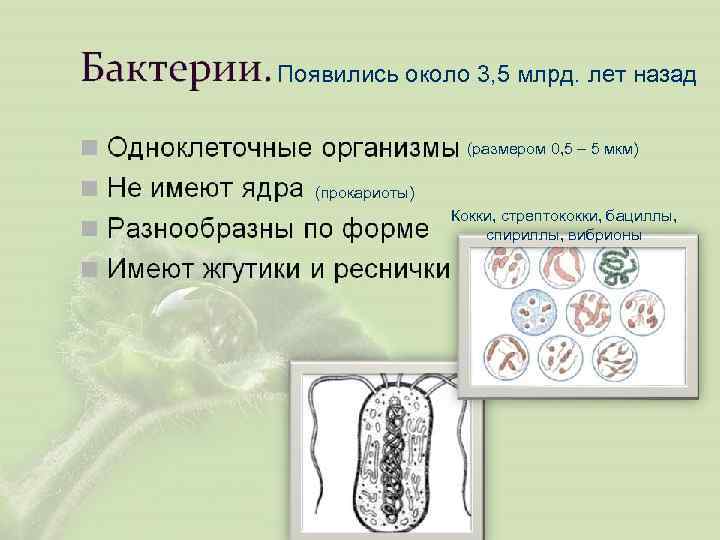 Появились около 3, 5 млрд. лет назад (размером 0, 5 – 5 мкм) (прокариоты)