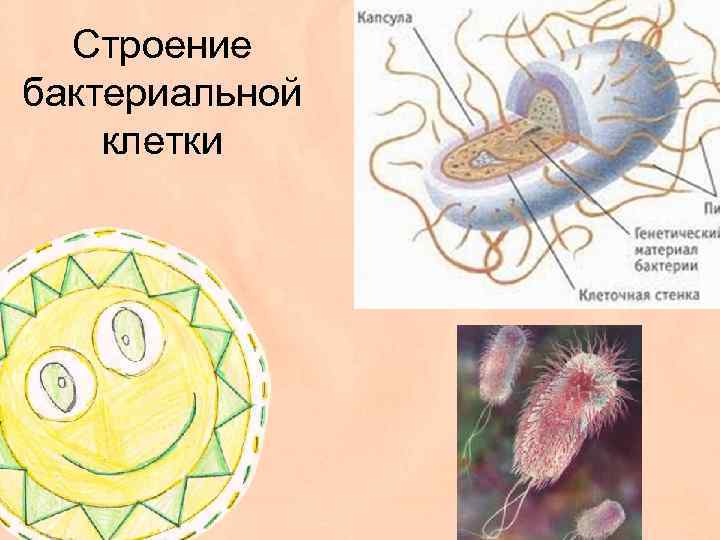 Строение РАЗМЕРЫ БАКТЕРИЙ бактериальной клетки • Клетки бактерий очень малы. 