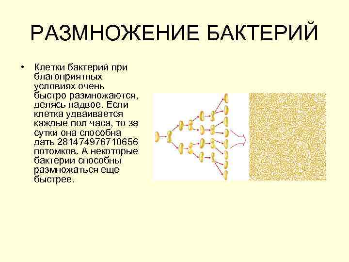 РАЗМНОЖЕНИЕ БАКТЕРИЙ • Клетки бактерий при благоприятных условиях очень быстро размножаются, делясь надвое. Если