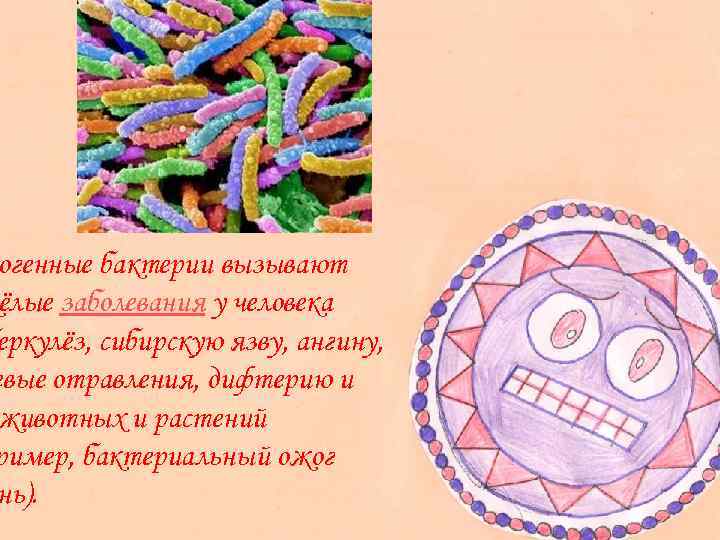 Три заболевания которые вызываются бактериями. Болезни человека вызываемые бактериями. Какие заболевания вызывают бактерии у животных. Бактерия вызывающая сибирскую язву.
