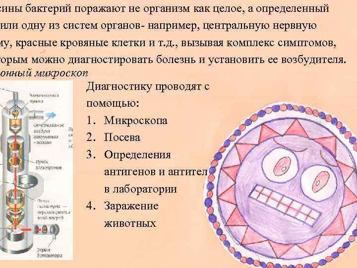 сины бактерий поражают не организм как целое, а определенный или одну из систем органов-