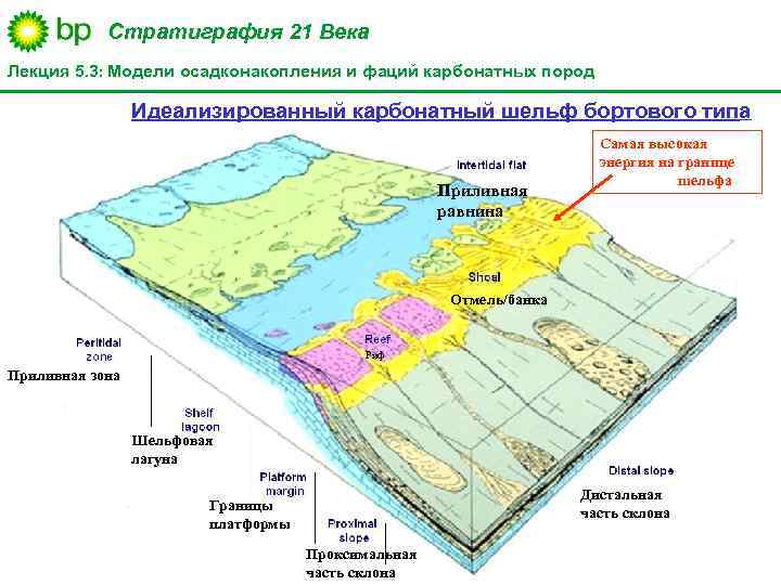 Стратиграфия 21 Века Лекция 5. 3: Модели осадконакопления и фаций карбонатных пород Идеализированный карбонатный