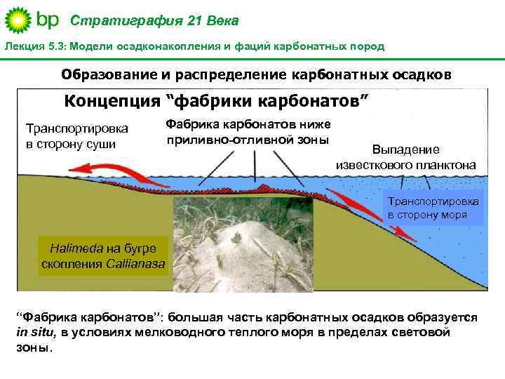 Стратиграфия 21 Века Лекция 5. 3: Модели осадконакопления и фаций карбонатных пород Образование и