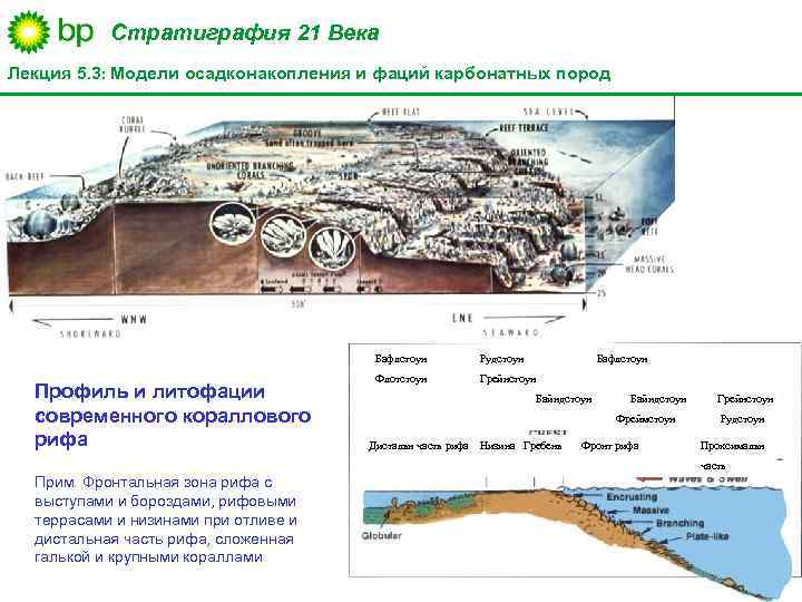 Стратиграфия 21 Века Лекция 5. 3: Модели осадконакопления и фаций карбонатных пород Бафлстоун Профиль