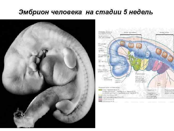 Эмбрион человека на стадии 5 недель 