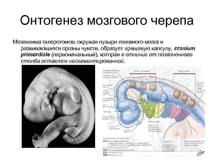 Онтогенез мозгового черепа Мезенхима склеротомов, окружая пузыри головного мозга и развивающиеся органы чувств, образует