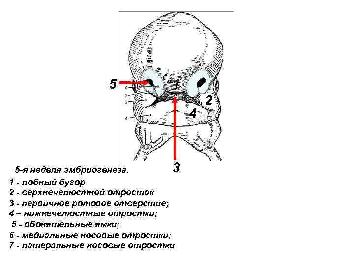 Развитие лицевой области. Эмбриональное развитие черепа. Эмбриогенез костей черепа. Формирование лица эмбриона. Формирование лицевого черепа.
