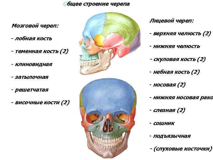 Общее строение черепа Мозговой череп: - лобная кость - теменная кость (2) - клиновидная