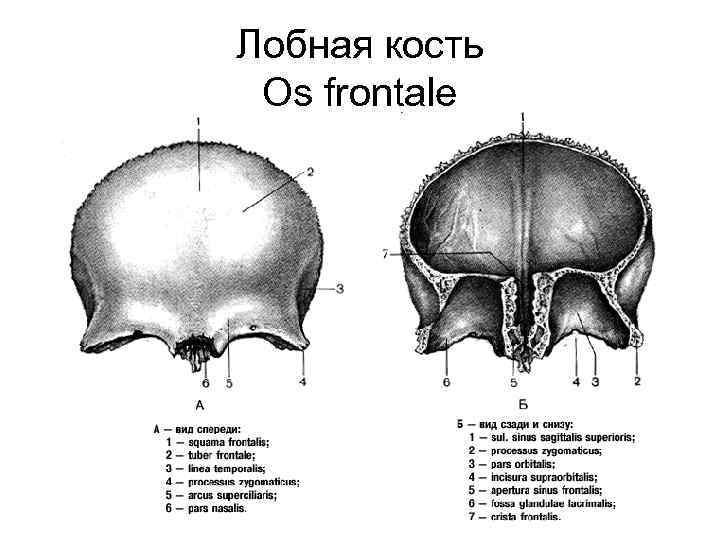 Лобная кость Os frontale 