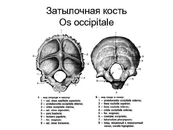 Затылочная кость Os occipitale 