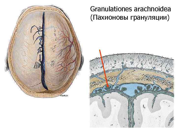 Granulationes arachnoidea (Пахионовы грануляции) 