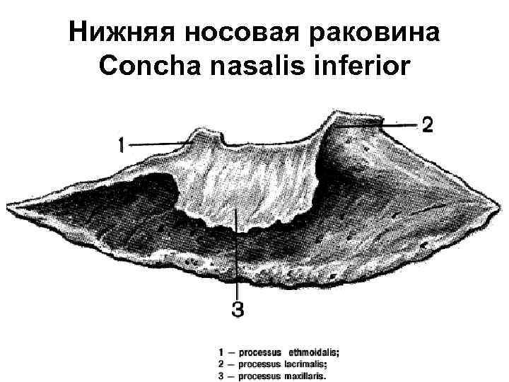 Нижняя носовая раковина Concha nasalis inferior 