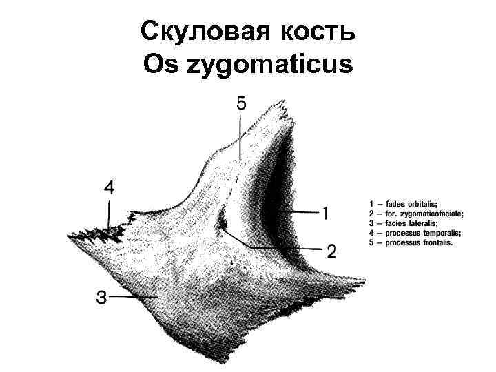Скуловая кость Os zygomaticus 