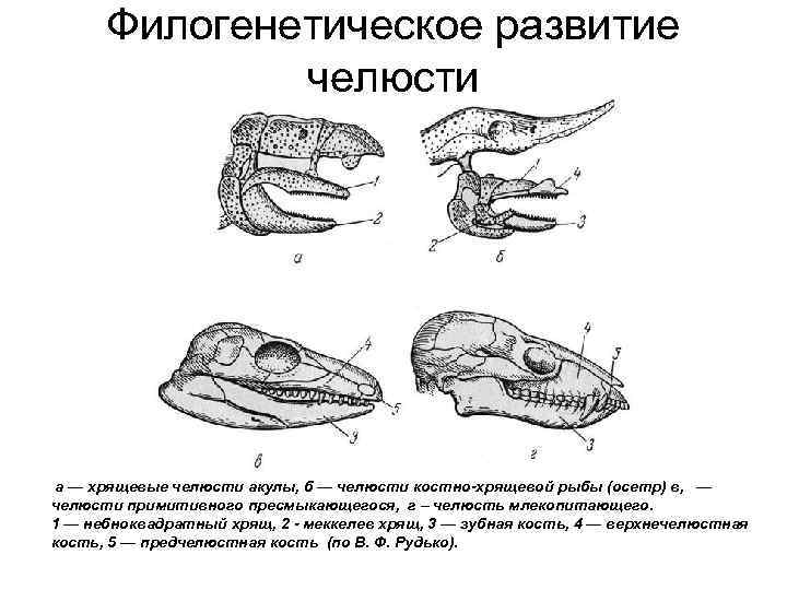 Филогенетическое развитие челюсти а — хрящевые челюсти акулы, б — челюсти костно-хрящевой рыбы (осетр)