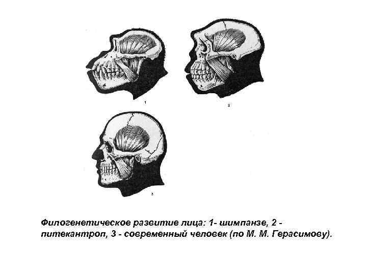 Филогенетическое развитие лица: 1 - шимпанзе, 2 питекантроп, 3 - современный человек (по М.