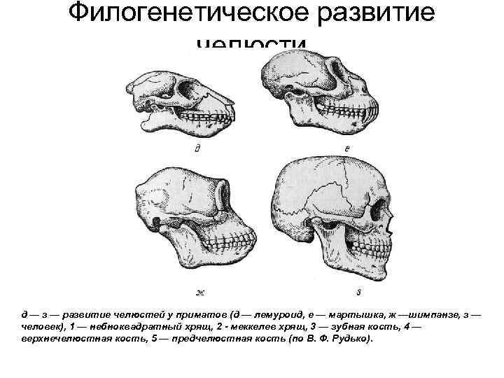 Филогенетическое развитие челюсти д — з — развитие челюстей у приматов (д — лемуроид,