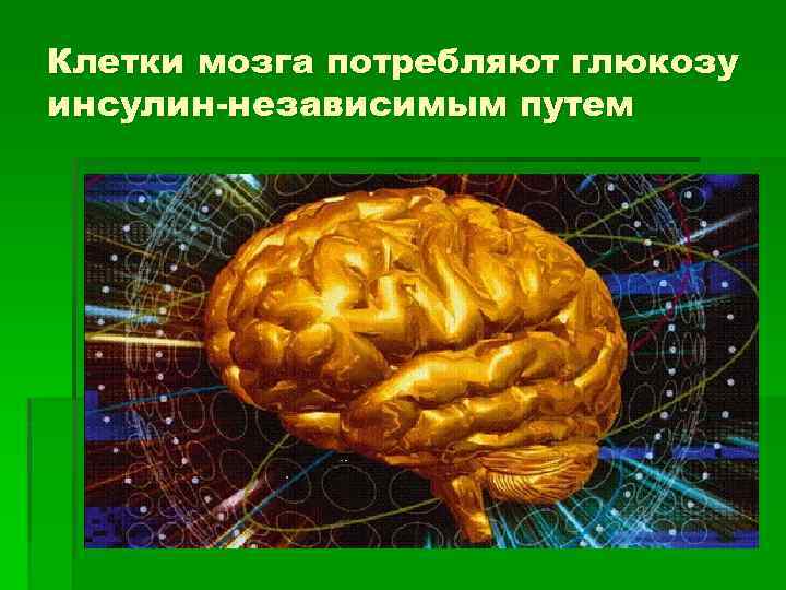 Клетки мозга потребляют глюкозу инсулин-независимым путем 