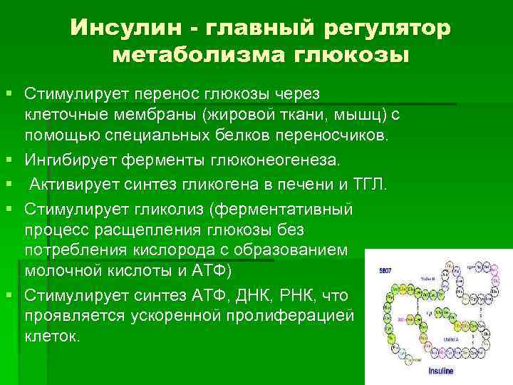 Инсулин - главный регулятор метаболизма глюкозы § Стимулирует перенос глюкозы через клеточные мембраны (жировой