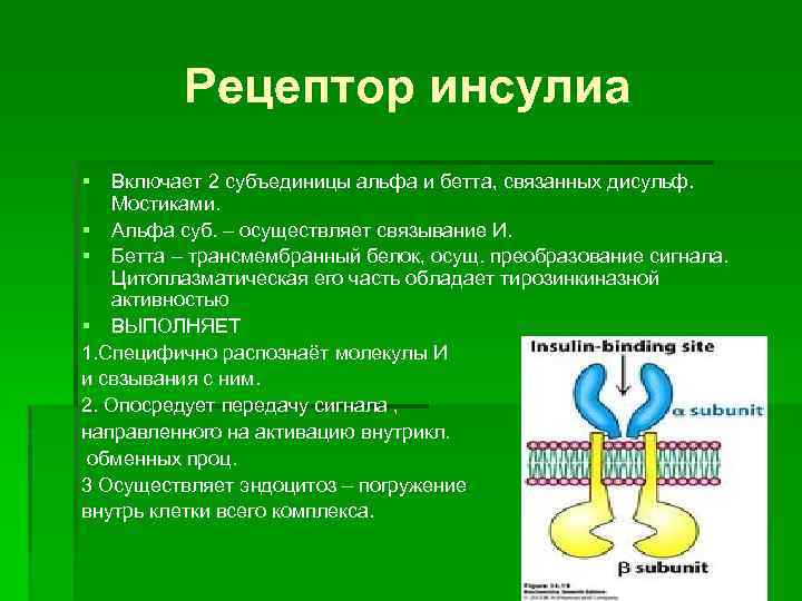 Рецептор инсулиа § Включает 2 субъединицы альфа и бетта, связанных дисульф. Мостиками. § Альфа