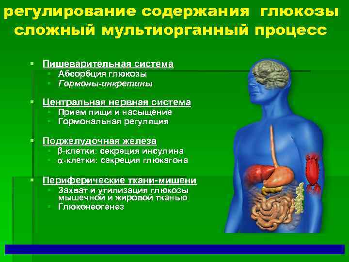 регулирование содержания глюкозы сложный мультиорганный процесс § Пищеварительная система § Абсорбция глюкозы § Гормоны-инкретины