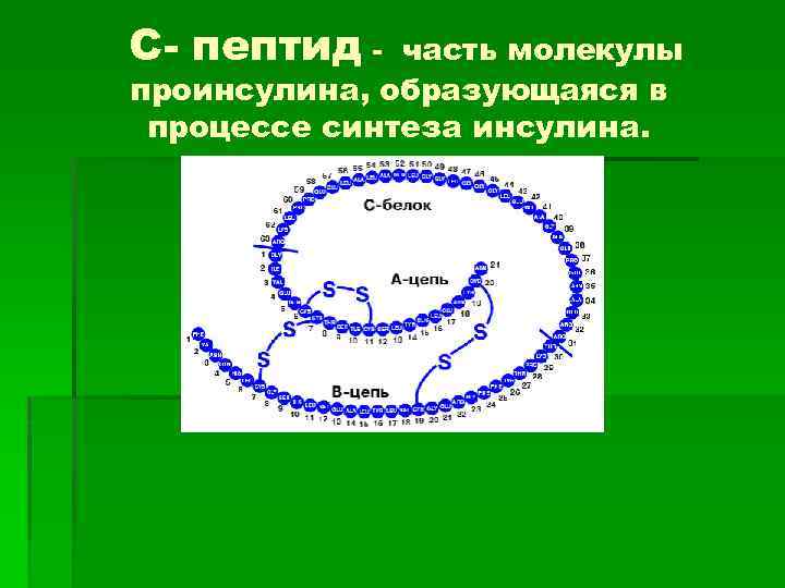 С- пептид - часть молекулы проинсулина, образующаяся в процессе синтеза инсулина. 