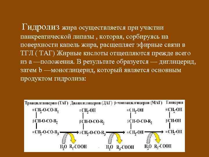 Гидролиз жира осуществляется при участии панкреатической липазы , которая, сорбируясь на поверхности капель жира,