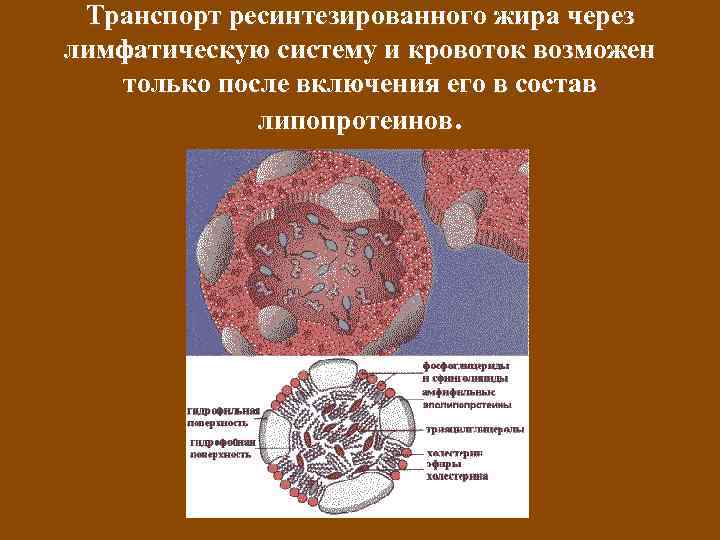 Транспорт ресинтезированного жира через лимфатическую систему и кровоток возможен только после включения его в