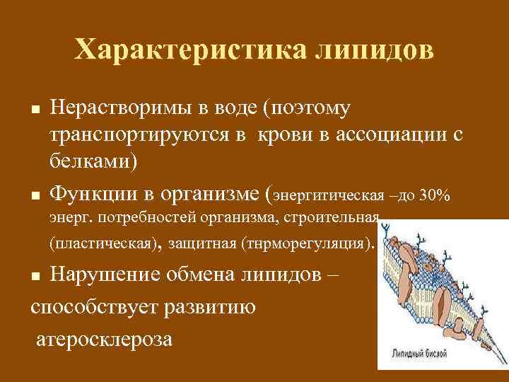 Характеристика липидов n n Нерастворимы в воде (поэтому транспортируются в крови в ассоциации с