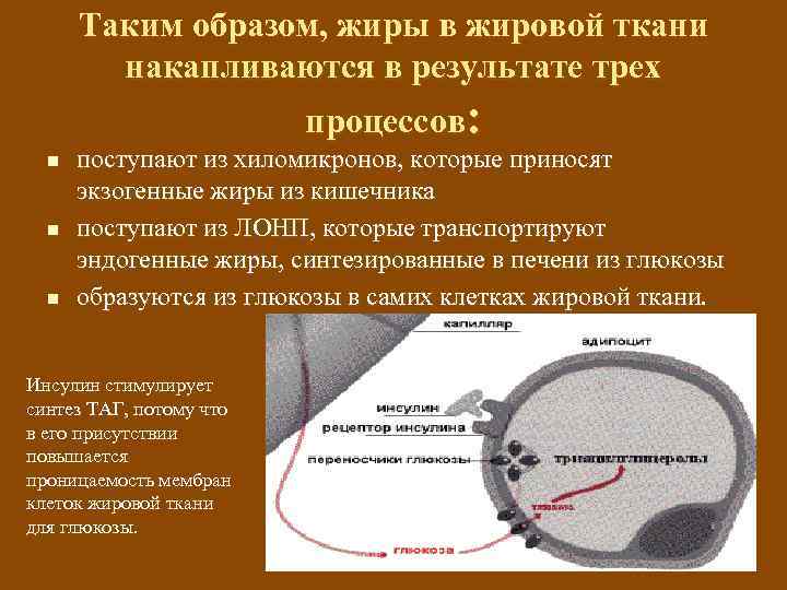 Таким образом, жиры в жировой ткани накапливаются в результате трех процессов: n n n